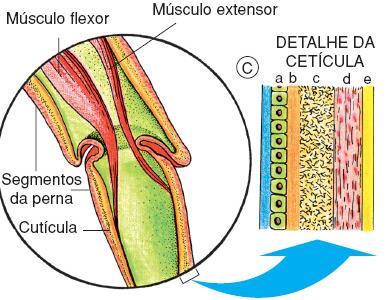 quitina formam uma armadura que recobre quase todo o corpo.