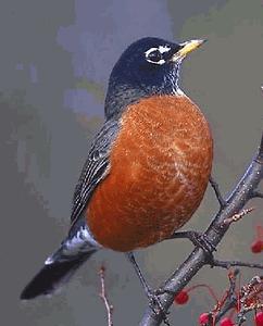 Turdus merula