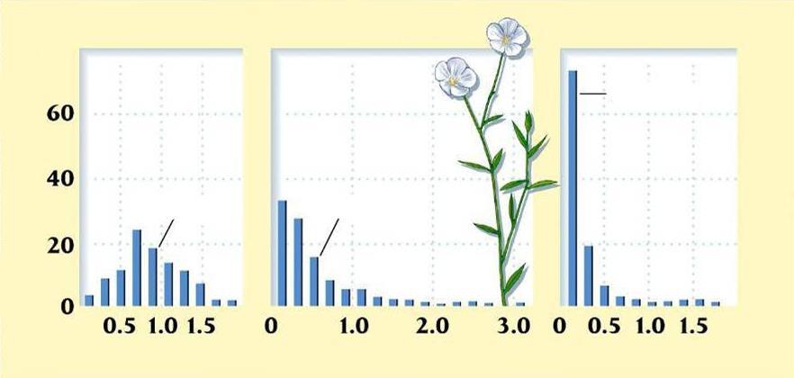 Dinâmica de populações Freqüência (%) EFEITOS DEPENDENTES DE DENSIDADE Cultivos experimentais de Linum sp.