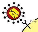 Adsorção: ligação do receptor celular e antirreceptor viral.