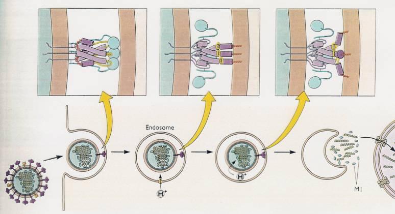 Influenza: endocitose, onde o baixo ph do