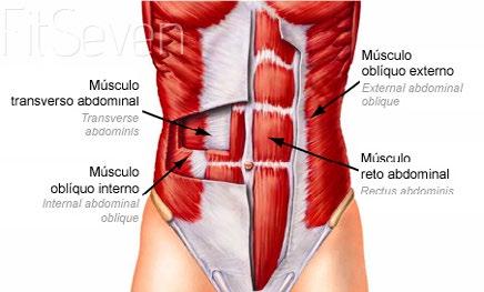 a dor na coluna lombar Imagem: músculo transverso abdôminal.