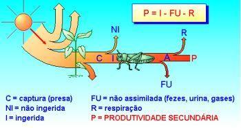 Fluxo de Energia - Ecossistema Produtividade secundaria bruta (PSB) : É a quantidade de energia adquirida pelos consumidores primários ao se alimentarem dos