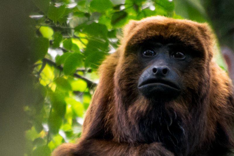 Mais um exemplo... Considerem o Bugio, um dos maiores macacos neotropicais. Vivem deste a Bahia até o Rio Grande do Sul.