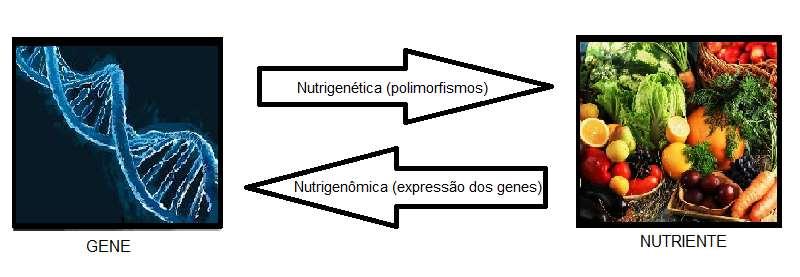 20 4. IMPORTÂNCIA DO ATENDIMENTO NUTRICIONAL INDIVIDUALIZADO A interação entre gene e nutriente (figura 2) é definida como uma modulação dos efeitos dos componentes dietéticos em um fenótipo