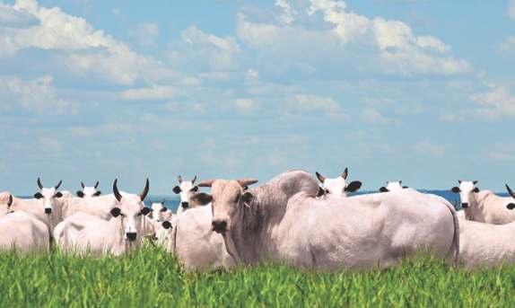 BENEFÍCIOS VCM Bacitracina de zinco PREMIX MINERAL, VITAMÍNICO PARA BOVINOS DE CORTE Controla a infestações de carrapatos (Boophilus microplus) Controla infestação de Mosca-do-chifre (Haematobia