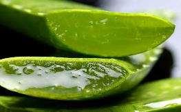 O poder do Aloe Vera em sua pele É rico em vitamina C, potássio, cálcio, sódio, manganês e ferro, que ajudam a transportar oxigênio para a célula e estabilizam o nível de hidratação da pele; Suaviza