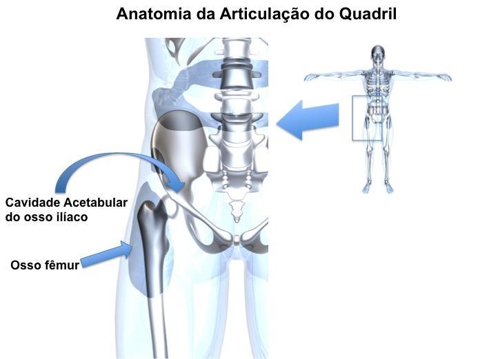 2. Revisão da Literatura 2.1. Articulação do Quadril O quadril é uma das maiores articulações do corpo humano.