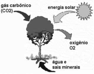 a) Cite as etapas representadas na imagem. b) Descreva os impactos ambientais negativos da etapa 2. c) Descreva o caminho sustentável desse material após o descarte. 5.