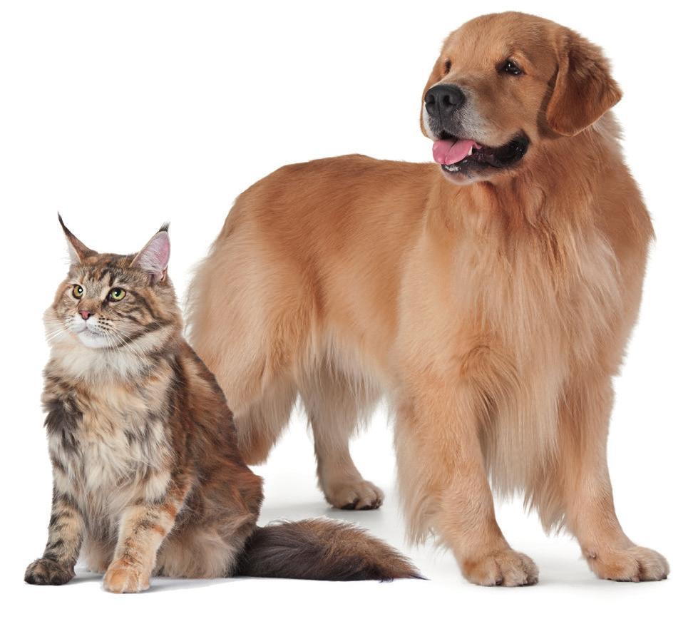 Omega Full Cápsulas e Omega Full Gel são suplementos nutricionais para cães e gatos compostos de ácidos graxos EPA e DHA, em altos teores e na