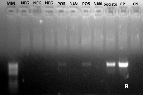 A sequência de 595 pares de base do gene 18S rrna da hemolinfa do carrapato foi 100% idêntica à sequência base do H. canis depositado no GenBank acesso AY150067.