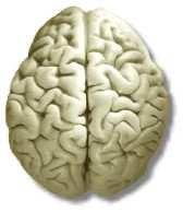 Cérebro humano versus Computador digital x O cérebro pode ser visto como um