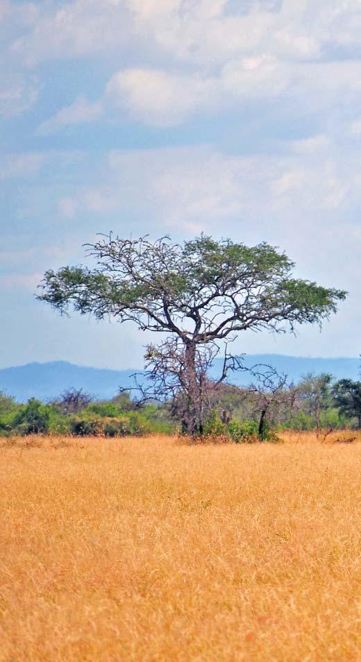 Tanzânia Ngorongoro desde... 2.891 1º Dia: LISBOA / ARUSHA Comparência no Aeroporto até 120 minutos antes da hora de partida.