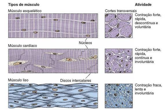 Figura 6: Esquema comparativo dos três tipos de tecido muscular em cortes longitudinais (à esquerda) e