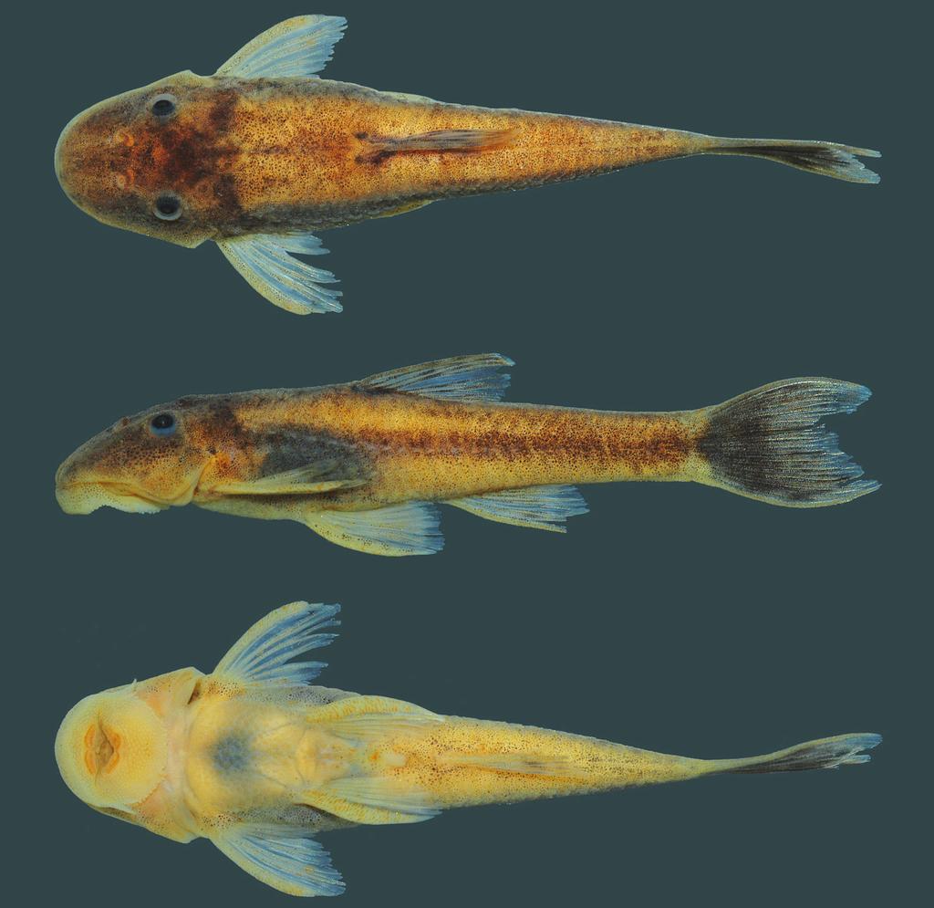 72 A new genus and three new species of Hypoptopomatinae Fig. 5. Rhinolekos garavelloi, holotype, DZSJRP 10479, 31.