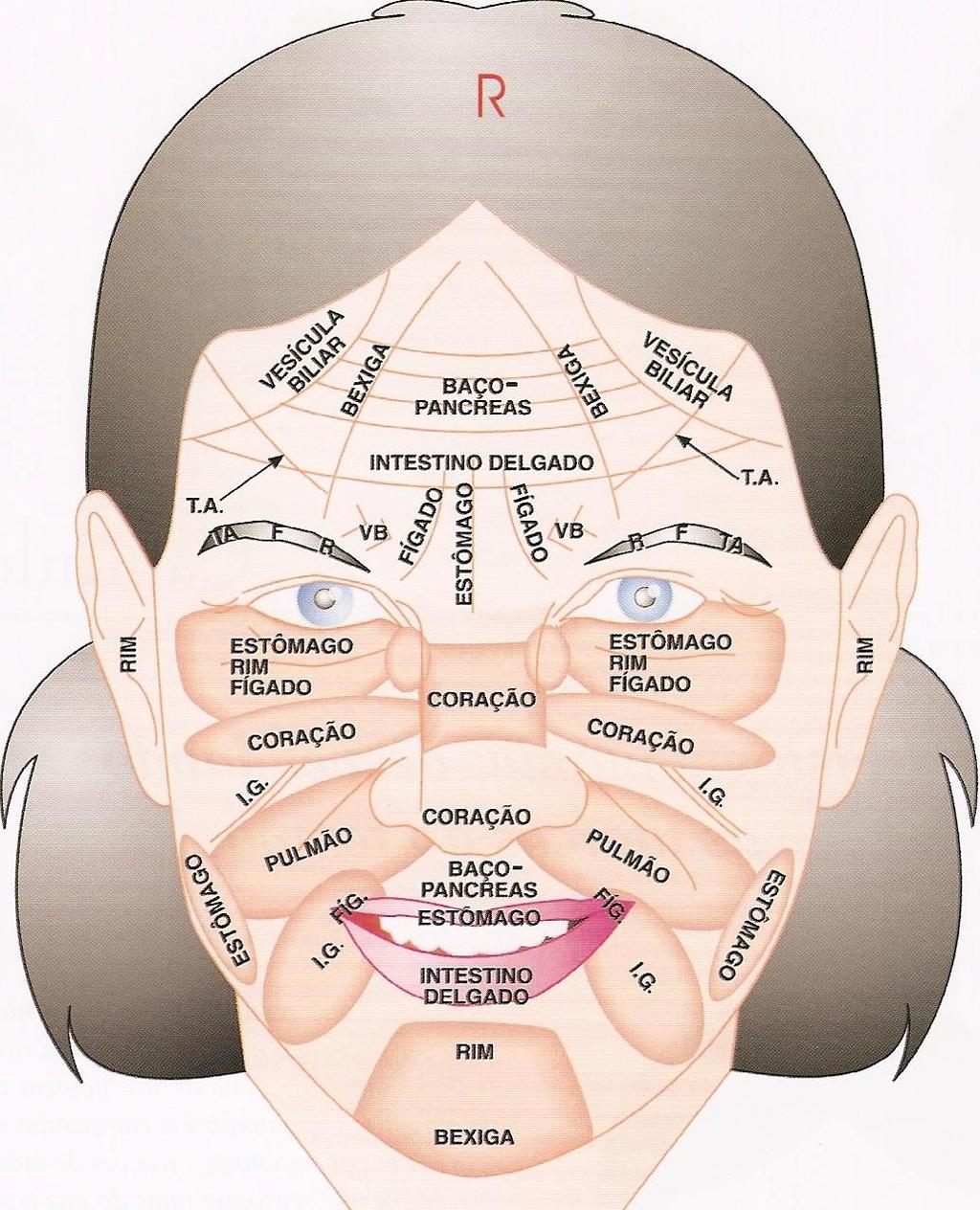 Figura1 Mapa facial desenvolvido por Luiz Carlos Fornazieri. A acupunctura no idoso é passível de ser utilizada em várias vertentes revelando-se uma mais-valia.