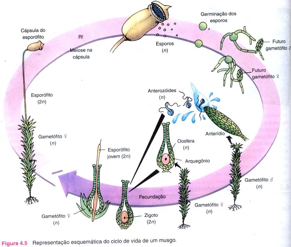 1º. Briófitas: - São avasculares, - A fase gametofítica(n) é duradoura e a esporofítica(2n) é passageira; - O gametófito(n) é