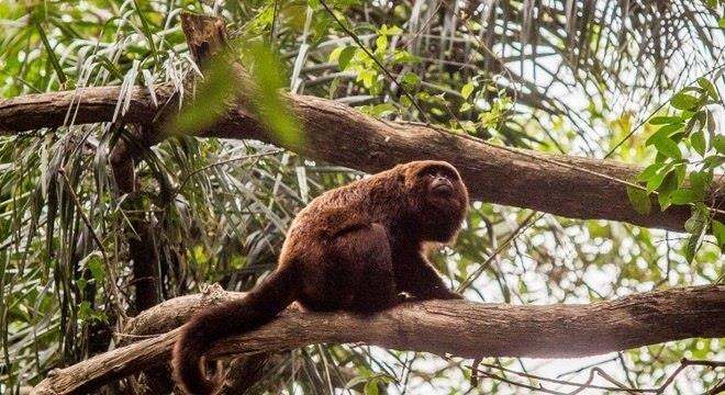 SÃO PAULO Morte de macacos confirma febre amarela como endêmica em SP A febre amarela passa a ser considerada endêmica no Estado de São Paulo, assim como é na Amazônia, segundo Regiane de Paula,