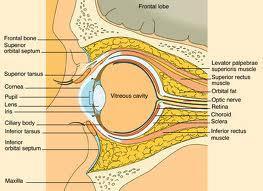 Orbitas Localização da doença: Estruturas ósseas Glândula lacrimal