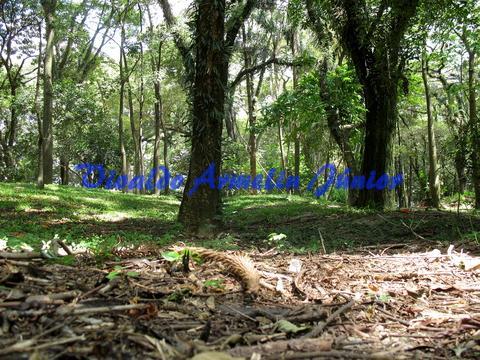 troncos e galhos as chamadas plantas parasitas, aproveitar para fazer capturas em plano bem aberto, como na imagem da página anterior, em plano mais fechado do tronco, página anterior, e das plantas