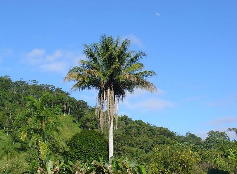 PIONEIRAS SPP que produzem Sementes Necessitam de Luz