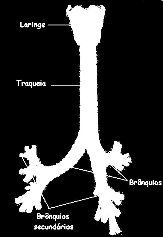Brônquios Resultam da bifurcação da traqueia; Constituídos por anéis de cartilagem completos;