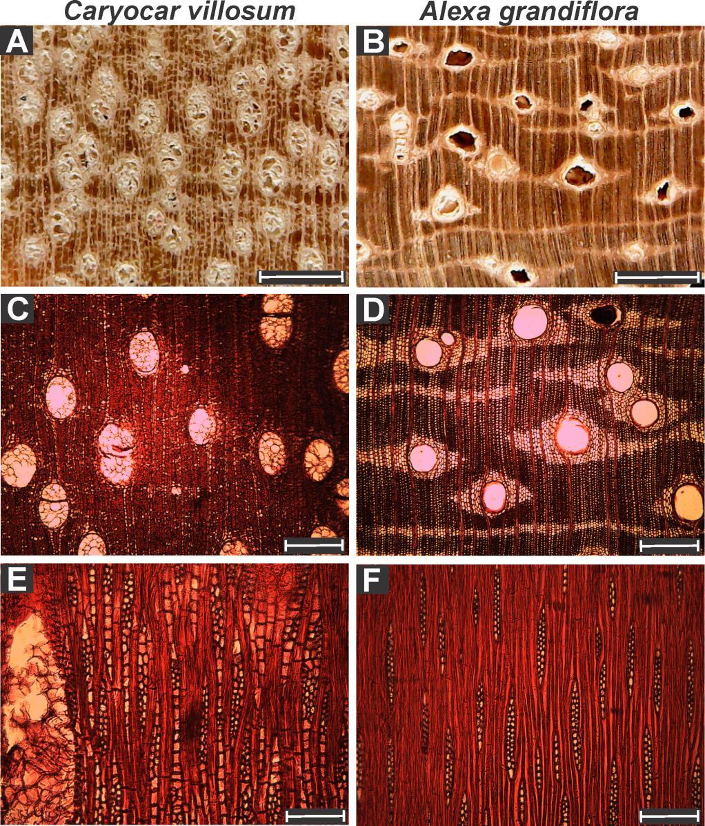 (Panshin e De Zeeuw, 1980), ademais, a variação do coeficiente de anisotropia pode facilitar o surgimento de rachaduras, empenamentos e torções. Figura 4. Imagens comparativas da espécie C.