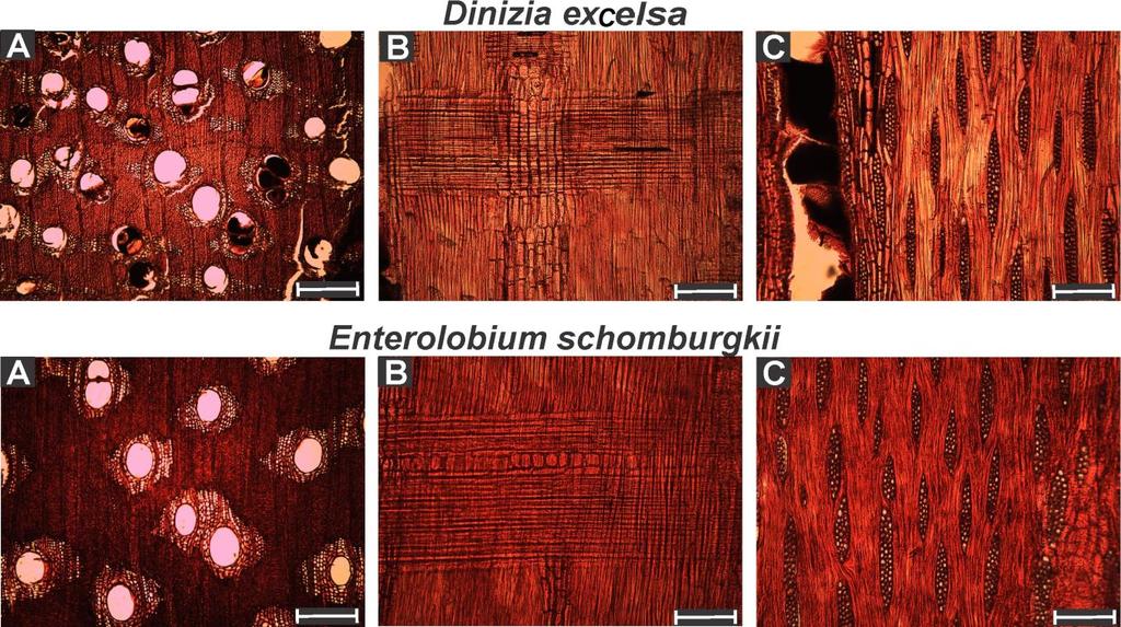 Figura 3. Microscopia de campo claro. Imagem transversal (A), radial (B) e tangencial (C) da madeira. Barra de escala: 500 µm (A) e 200 µm (B, C).