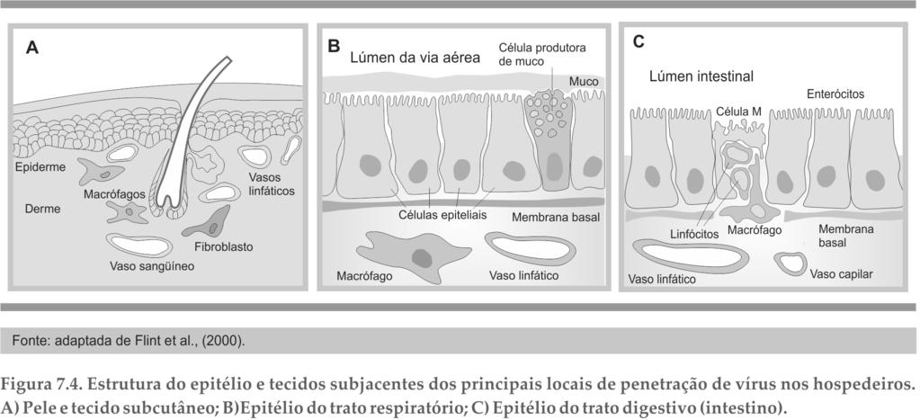 200 Capítulo 7 o estômago e intestinos ou, ainda, podem infectar as células superficiais da orofaringe.