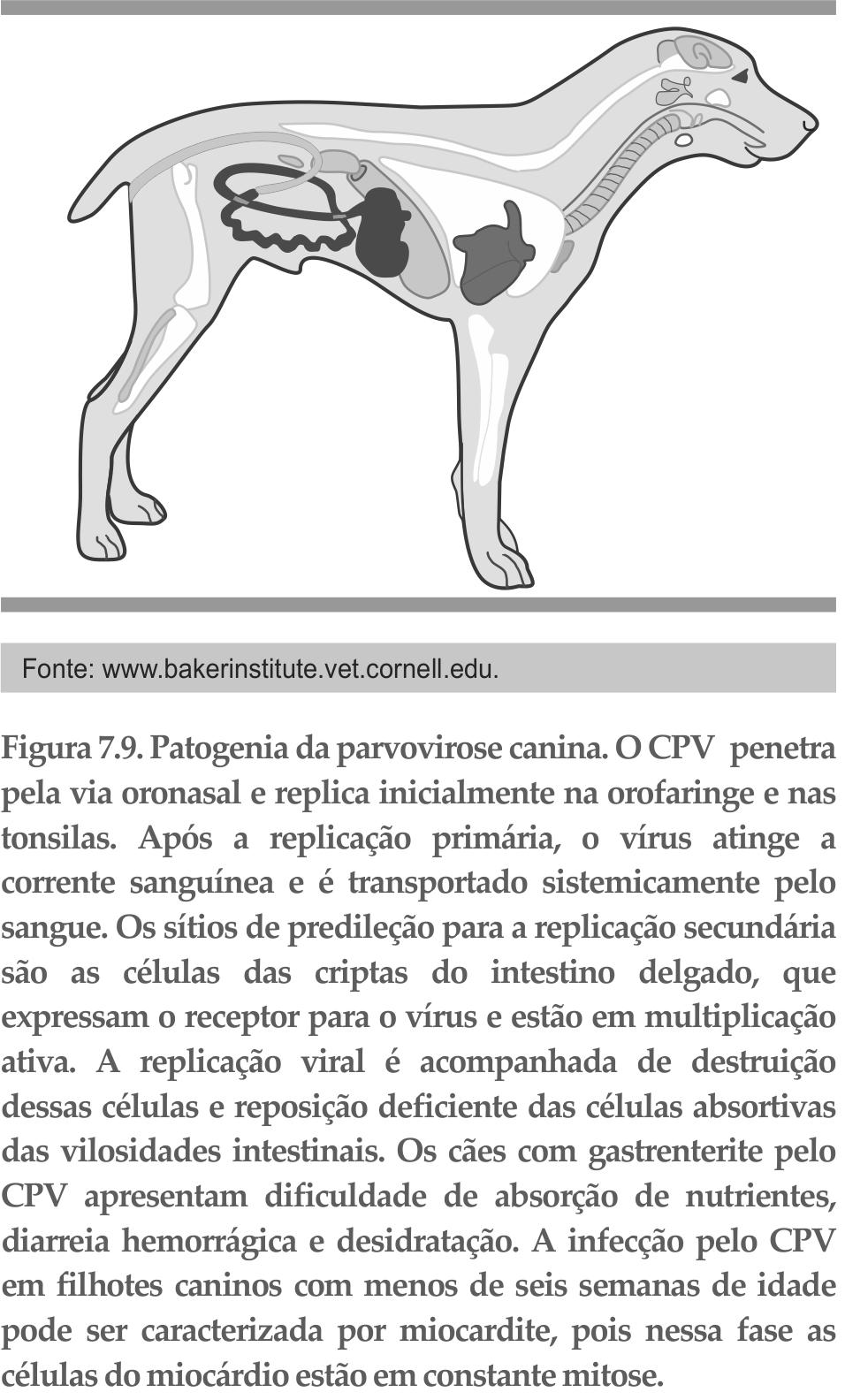 Patogenia das infecções víricas 209 fluenciado em diferentes níveis.