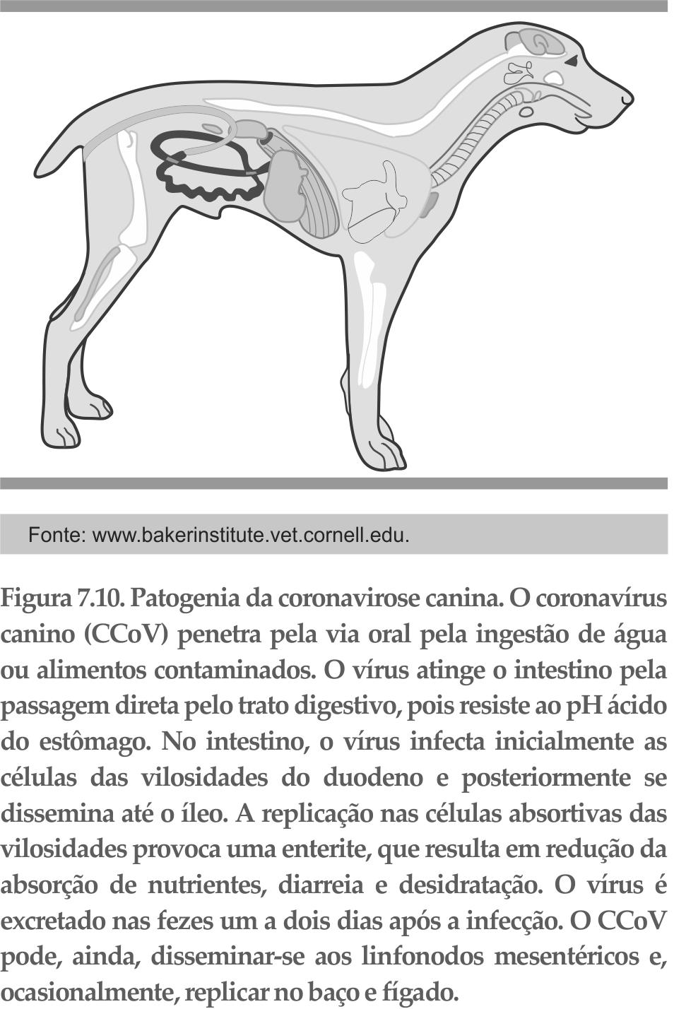 210 Capítulo 7 com eficiência diferente conforme o tipo celular. Assim, o tropismo desses vírus é parcialmente determinado pela capacidade de determinadas células de clivar a proteína viral de fusão.