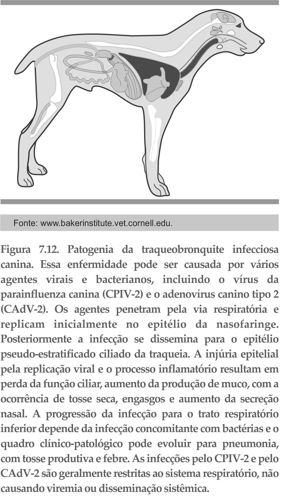 Patogenia das infecções víricas 211 imunológicos do hospedeiro também influenciam a sua disseminação e localização no organismo.