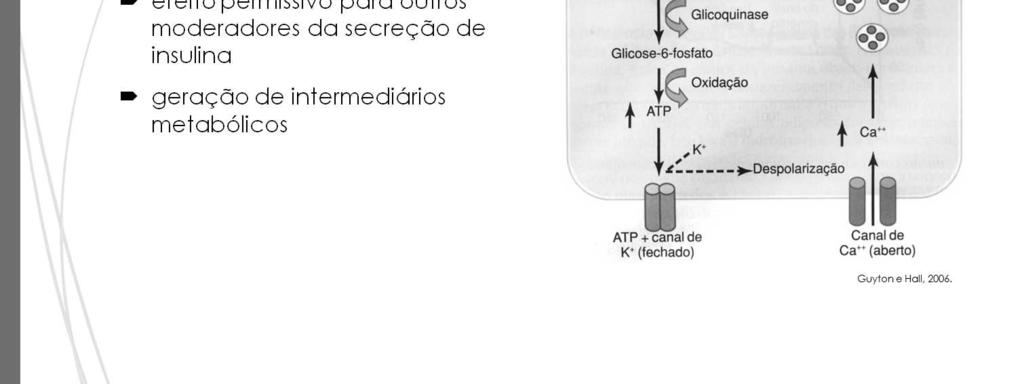 Figura: Regulação da Liberação de insulina. A glicose é transportada na célula por uma proteína transportadora específica de glicose (GLUT-2) na superfície celular.