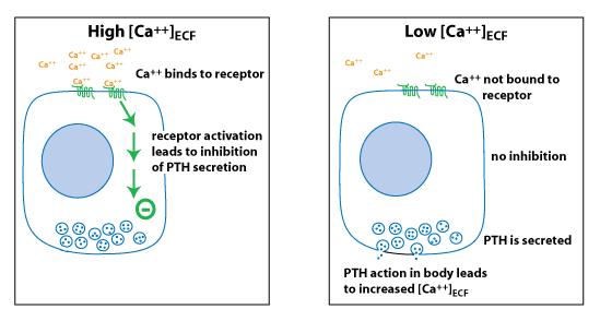 PTH x Ca +2