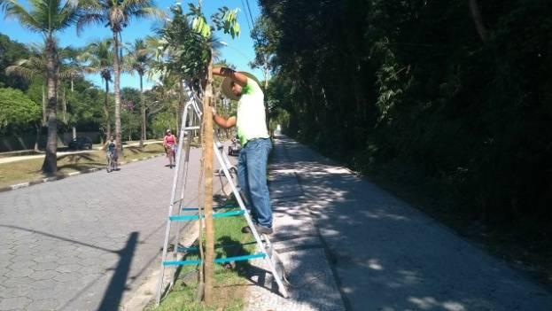 calçadas que passaram por um manejo da arborização urbana.