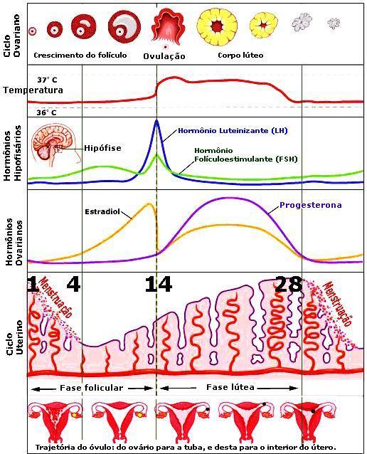 Ciclo