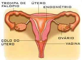 Estruturas internas o Contidos na cavidade pélvica, compreendem o útero e a vagina no centro, um ovário e uma tuba de Falópio de cada lado