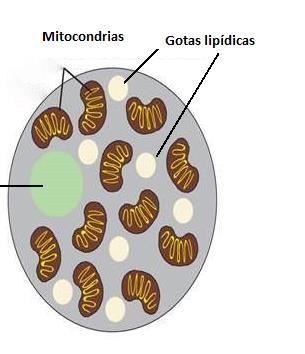 Tecido adiposo branco, comum, amarelo ou unilocular Seus adipócitos, quando completamente desenvolvidos, contêm apenas uma grande gota de lipídios que ocupa quase todo o citoplasma, de forma que o