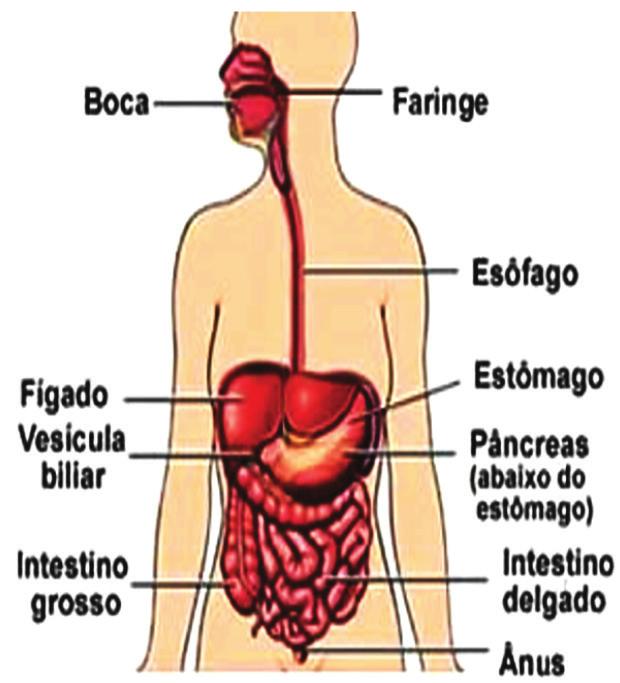 Além disso, o exagero no consumo desses alimentos sobrecarrega o (A) esôfago, responsável por levar os alimentos até o estômago. (B) intestino, responsável pela digestão de gorduras.