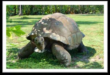 Descubra os tesouros deste museu de história natural vivo ao longo de suas trilhas, pela sua paisagem de tirar o fôlego, de vários parques nacionais e outras reservas e de seu crescente número de