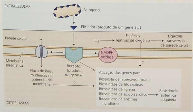 H + H 2 O 2 ph