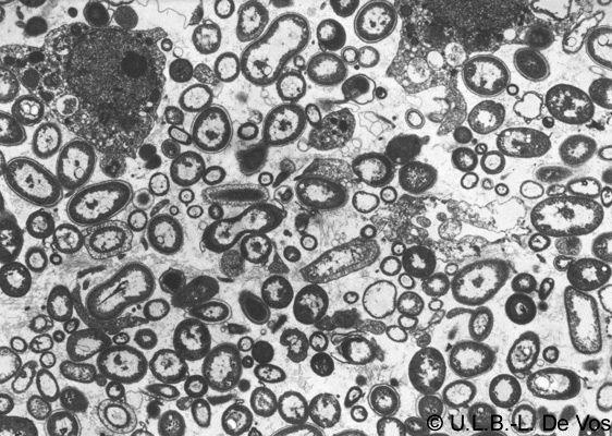 Fisiologia Micro-organismos associados MicroCélula Algas