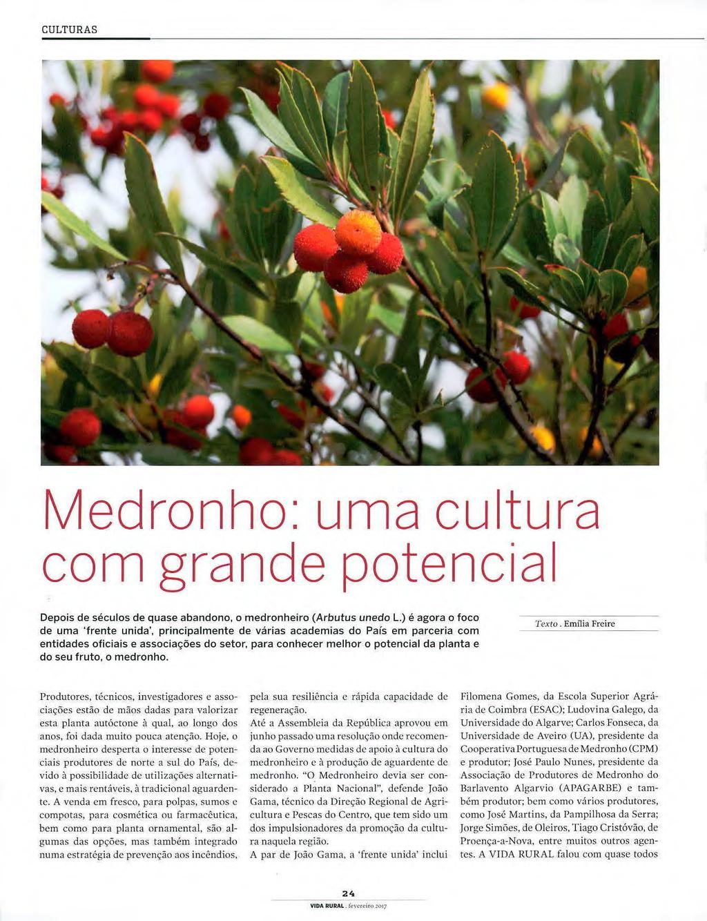 fruto, o medronho. Texto.