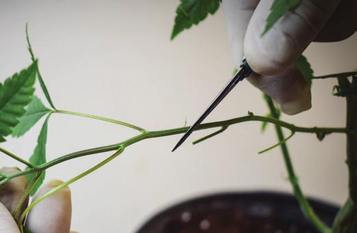 planta, nunca galhos do meio que recebem pouca luz