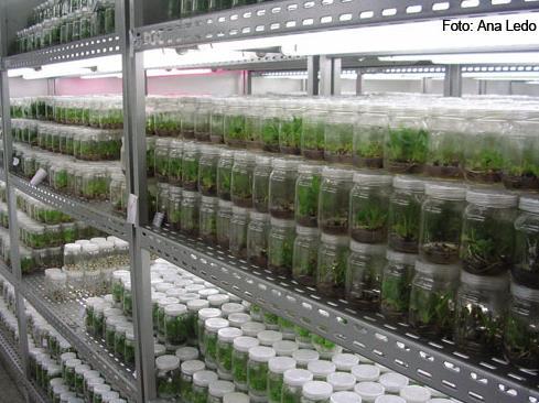 Totipotencialidade: capacidade de qualquer célula vegetal gerar um indivíduo