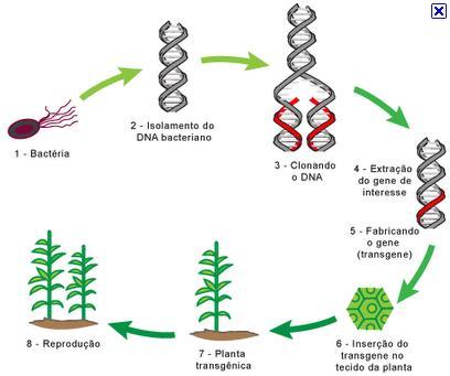 Transformação de células Algumas limitações desses métodos é a falta de controle da integração do DNA no genoma da planta, que ocorre ao acaso;