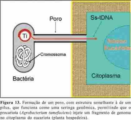 Agrobacterium: