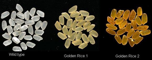 Outros exemplos Arroz dourado: geneticamente modificado para expressar alto
