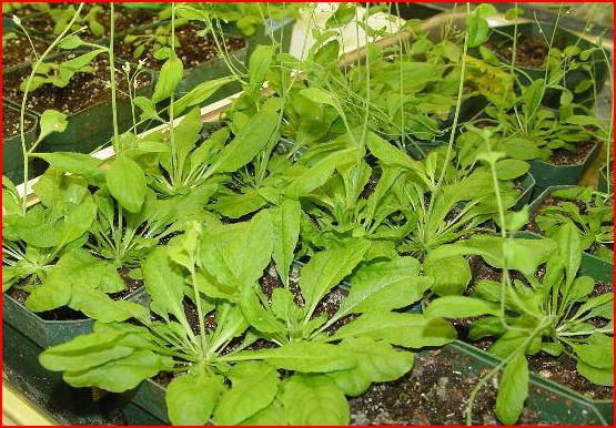 Outros exemplos Colza (Arabidopsis thaliana) com folhas naturalmente artificiais onde se colocou um gene novo neste arbusto, que lhe deu a capacidade de