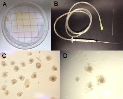 18 não circunda todo o oócito e o ooplasma apresenta algumas granulações distribuídas homogeneamente.